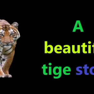 A beautiful tiger story