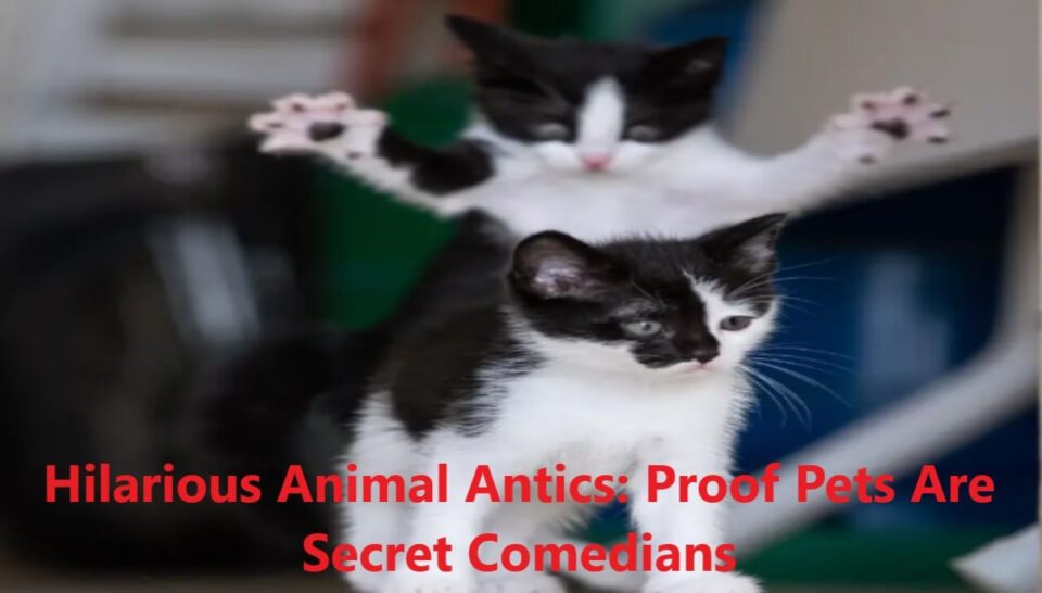 Hilarious Animal Antics: Proof Pets Are Secret Comedians